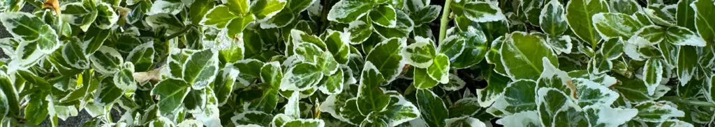 Euonymus Emerald Gaiety Hedge