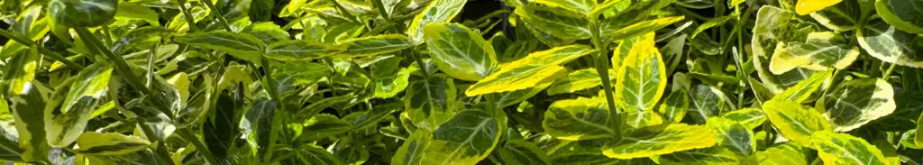 Euonymus Emerald ‘n’ Gold Hedge