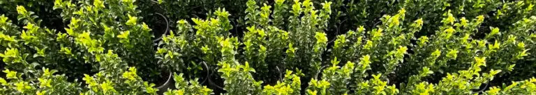 Pot Grown Euonymus Green Spire Hedging