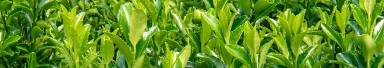 Euonymus Green Spire hedging