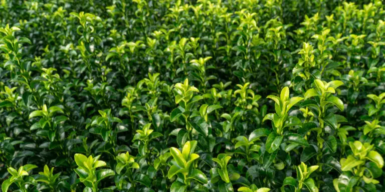 Euonymus Green Spire forming a low evergreen hedge