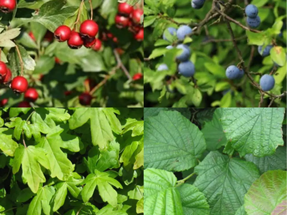 Field Wildlife native hedging mix