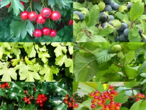 Garden Wildlife Mix