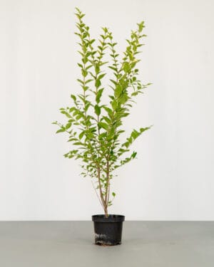 Golden Privet Hedge