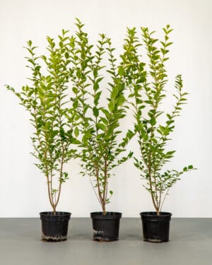 Golden Privet Hedge