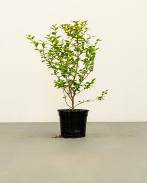 Golden Privet Hedge