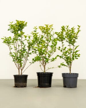 Golden Privet Hedge