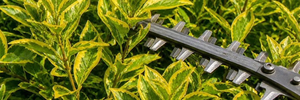 Golden Privet with hedge trimmer