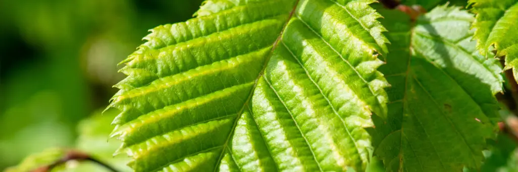 Carpinus betulus - Hornbeam hedges