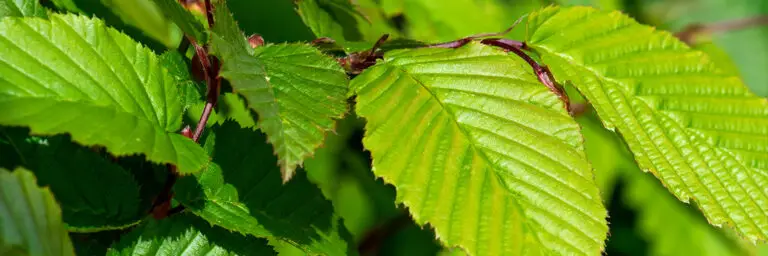 Carpinus betulus - Hornbeam hedges