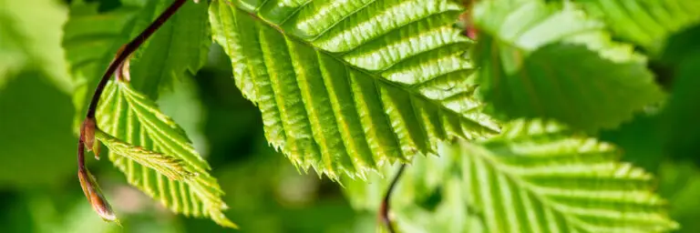 Carpinus betulus - Hornbeam hedges