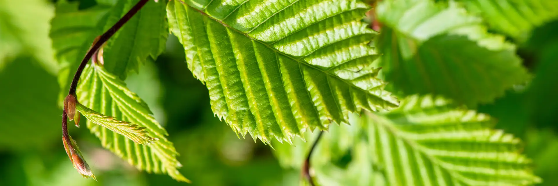 Hornbeam Hedging Plants