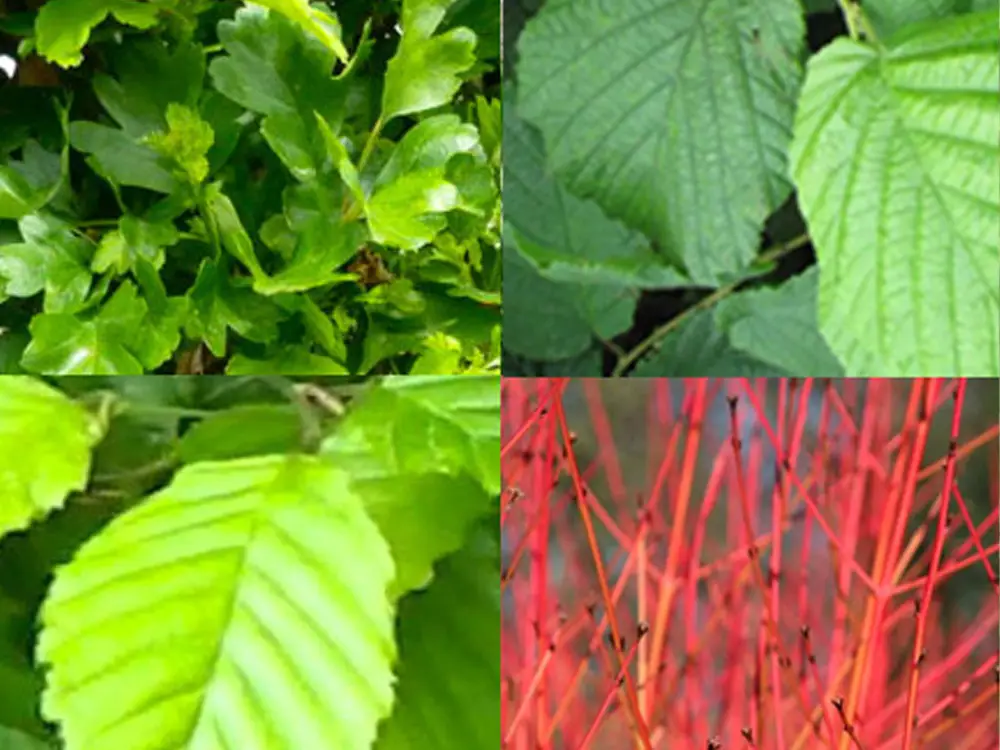 Horse Safe native hedging mix