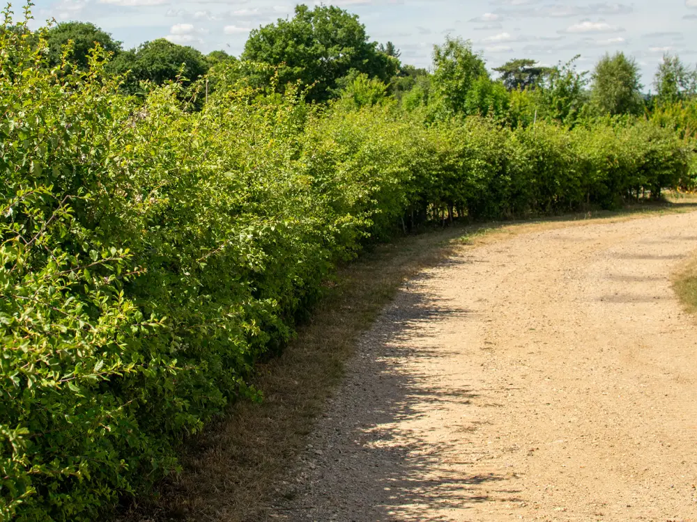 Instant CountryHedge pre-grown native hedge