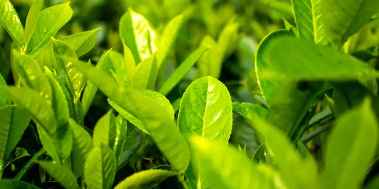 Established Laurel hedge with glossy evergreen foliage