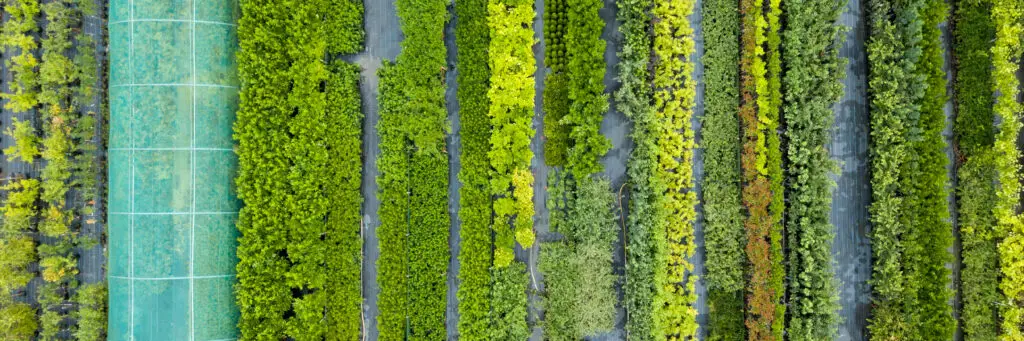 Mixed hedging in rows at Hedging Plants Direct
