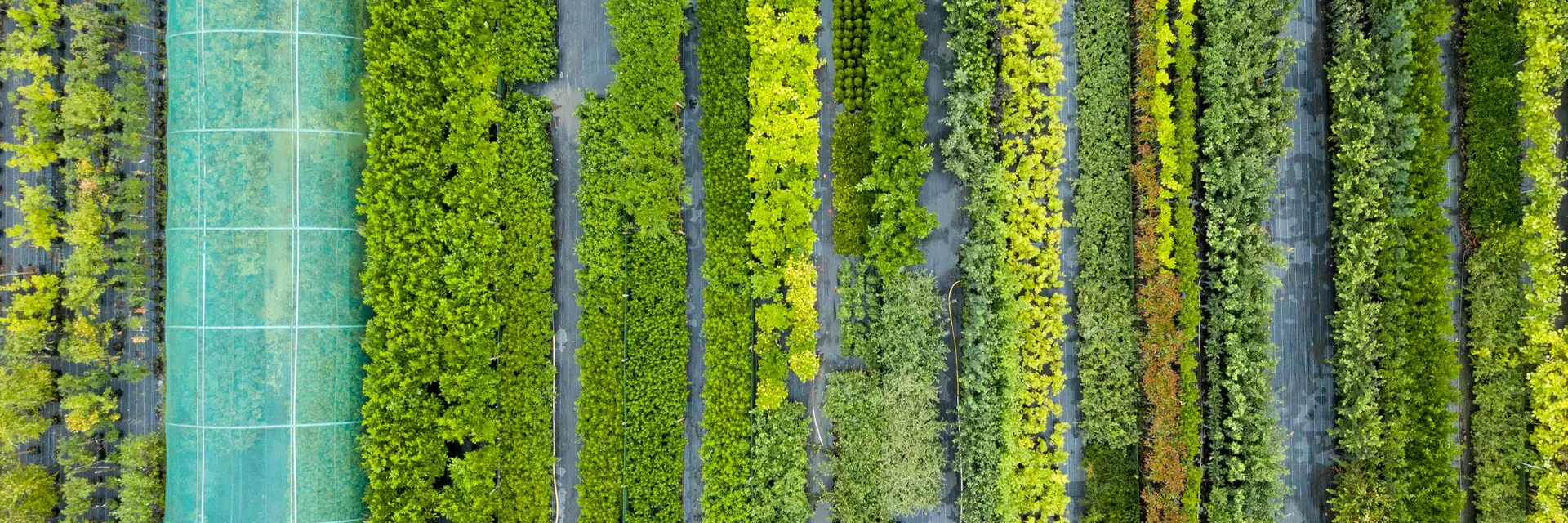 Mixed hedging in rows at Hedging Plants Direct