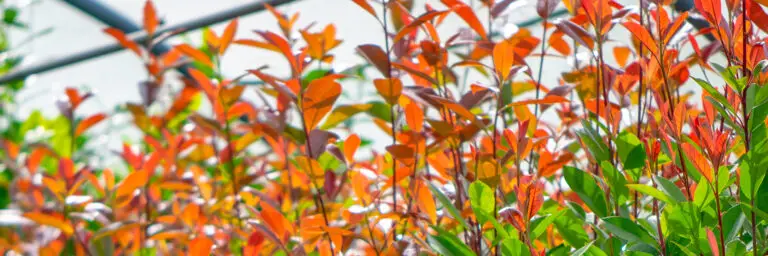 Photinia Red Robin hedging