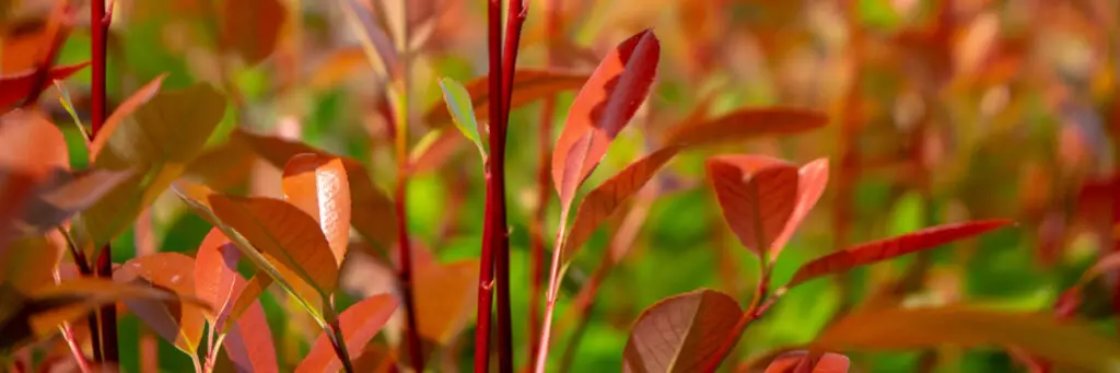 Red Robin hedge