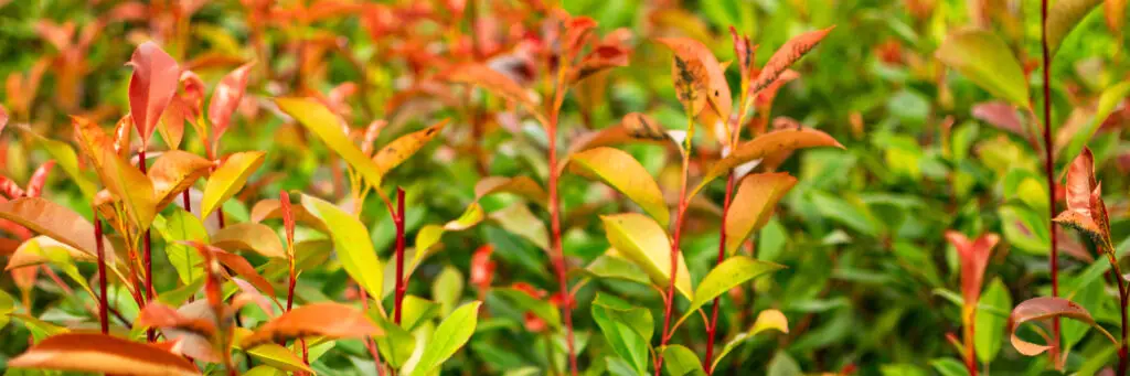 Photinia Red Robin with aphids