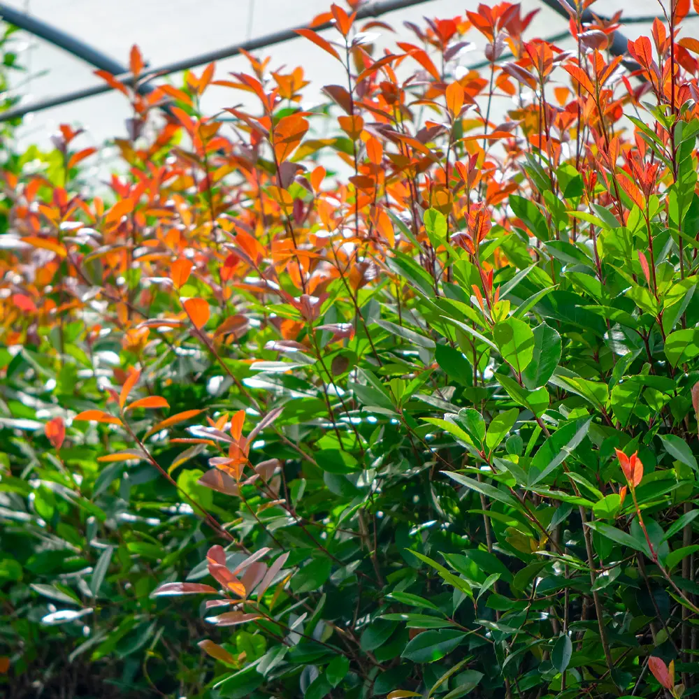 Photinia Red Robin
