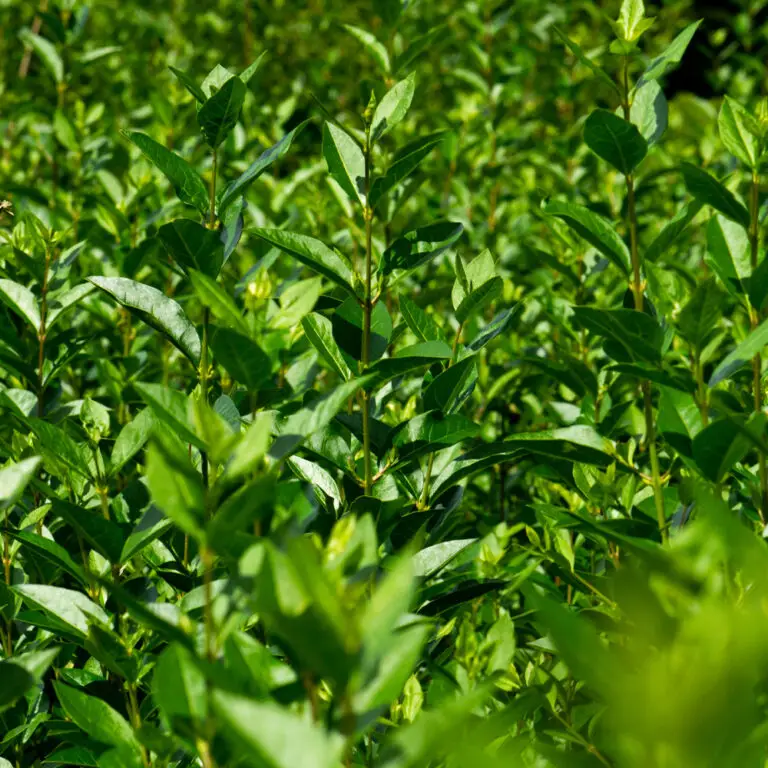 Privet Hedging