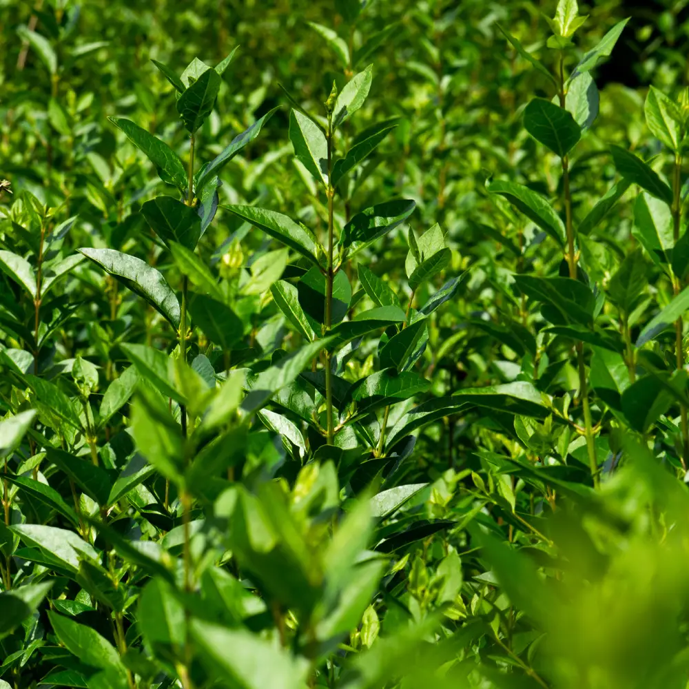 Privet Hedging