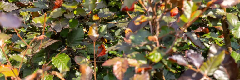 Purple Beech leaves
