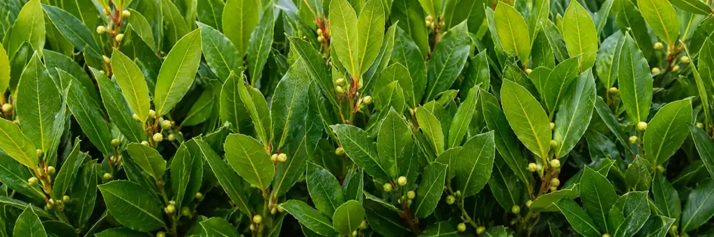 Mature Sweet Bay Laurel hedge in a sheltered garden