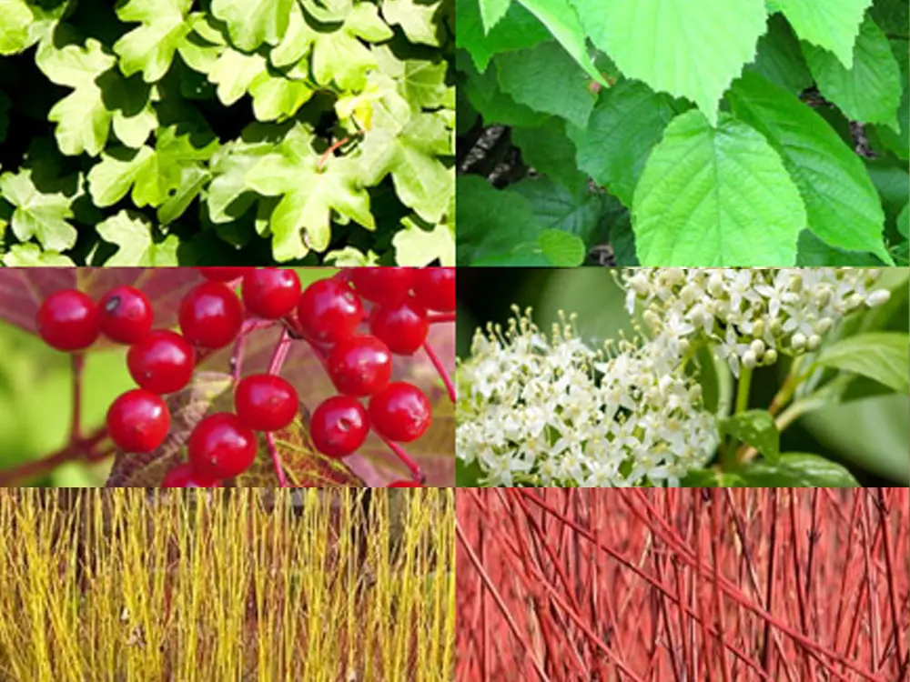 Thornless native hedging mix