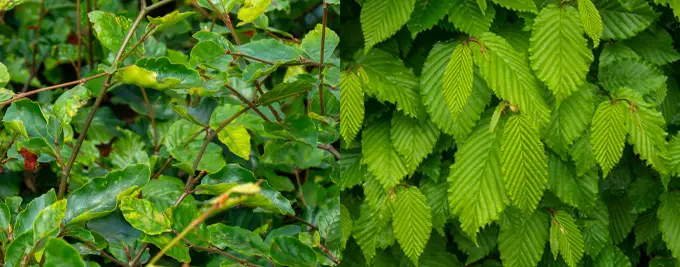 Beech and Hornbeam Hedging