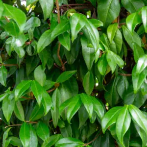 Star Jasmine Plants UK | Trachelospermum jasminoides