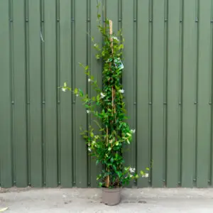 Star Jasmine