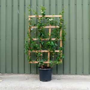 Star Jasmine