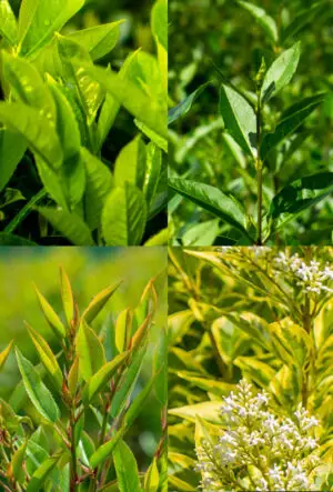 Mixed Evergreen Hedging