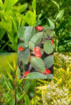 Evergreen Hedging Mix