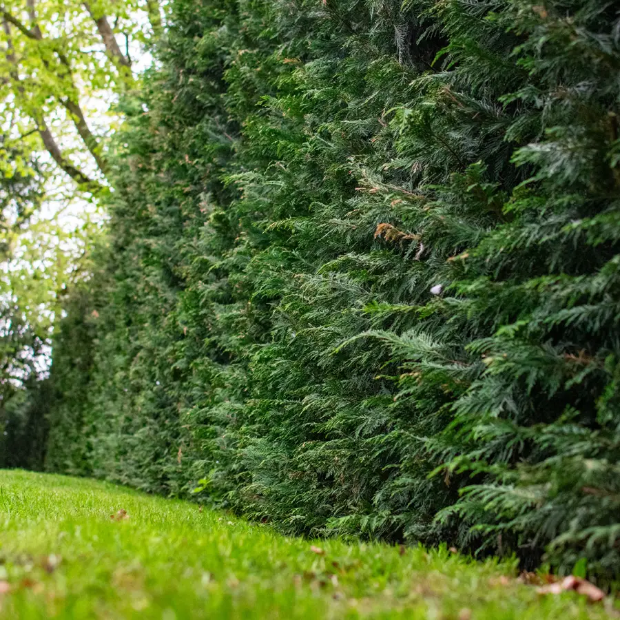 Privacy Hedge Plants
