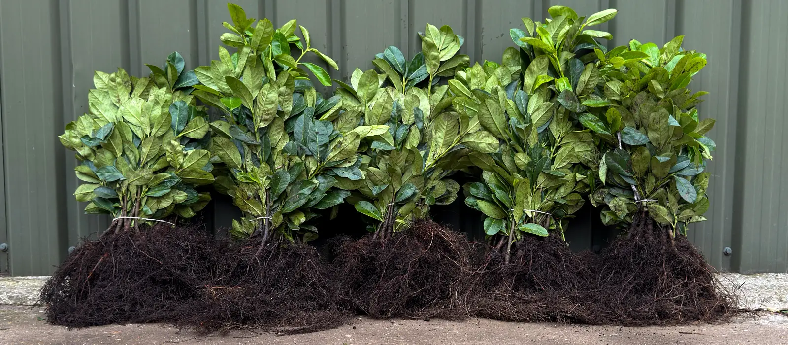 Bare Root Hedging Plants