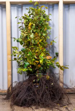 Bare Root Hedging Plants