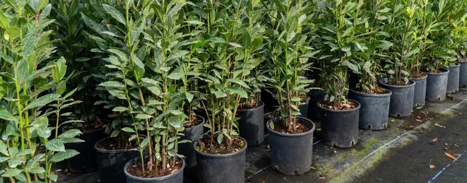 Bay Laurel Pot Grown Hedging