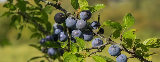 Blackthorn - Prunus spinosa with sloe berries
