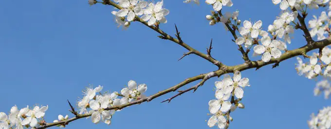 Blackthorn hedge - Prunus spinosa on flower