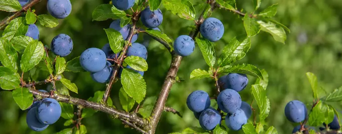 Blackthorn - Prunus spinosa with sloe berries and green leaves