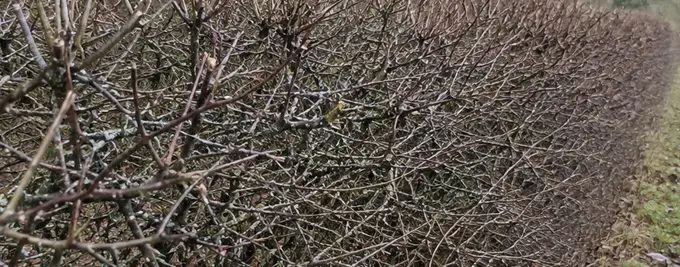 Blackthorn in winter