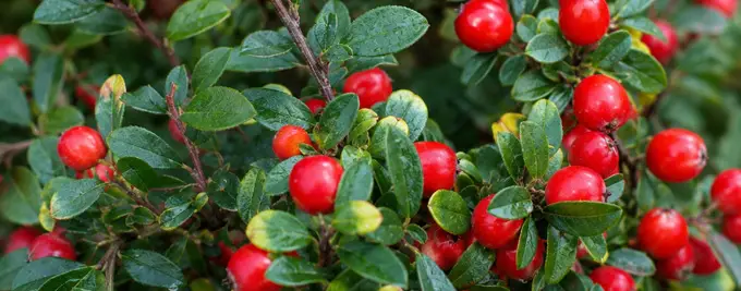cotoneaster dammeri