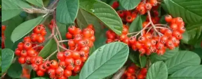cotoneaster franchetii
