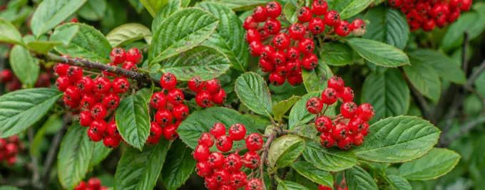 cotoneaster franchetii