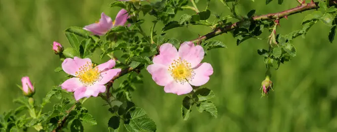 Dog Rose - Rosa canina Hedging plants