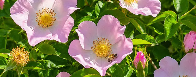 Dog Rose - Rosa canina Hedging plants