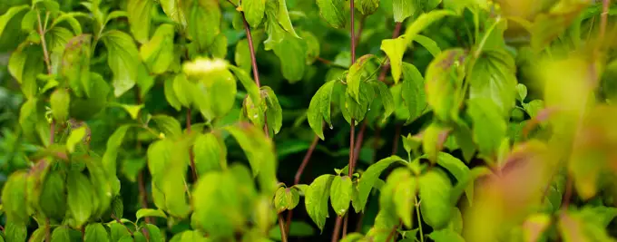 Dogwood hedge - Cornus